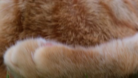 close up of head of orange - red haired cat lying on its back in the grass performing its cleaning by licking its arm and paw