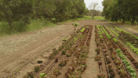 back view of a man walking through a lettuce plantation in an outdoor field