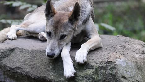 dog lying on a rock, looking around