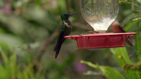 hummingbirds and bees rest and drink from a sugar feeder in ecuador, south america