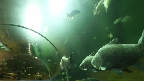 Diverse-freshwater-fish-species-swimming-above-panoramic-aquarium-tunnel