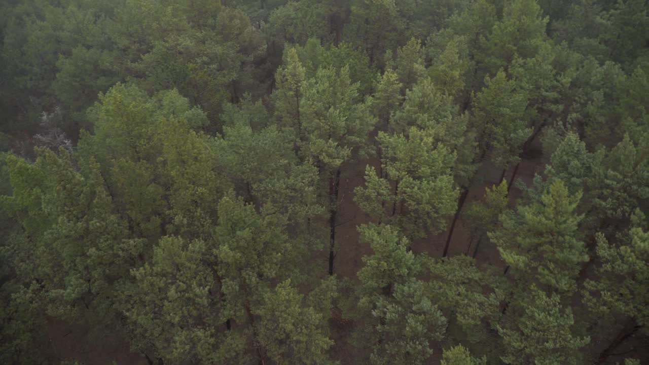 Drone footage, top view of trees in strong wind