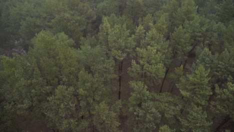 drone footage, top view of trees in strong wind