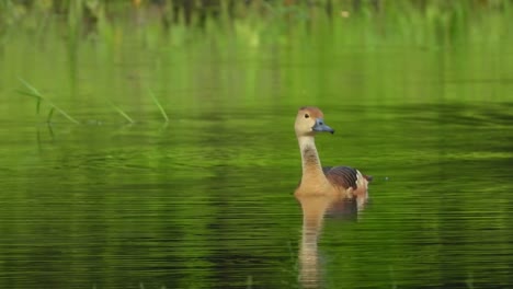 Pfeifende-Ente,-Die-Auf-Dem-Wasser-Chillt-Mp4-4k