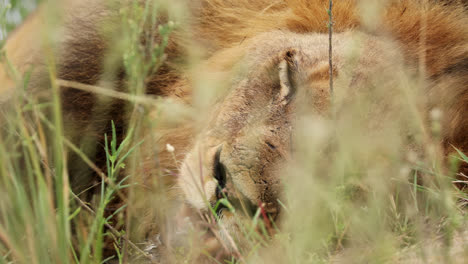 close-up of face of adult male lion resting on grass in south africa