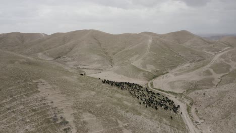 Sheep-herd-on-desert-hills,-with-some-green-grass-after-the-rain