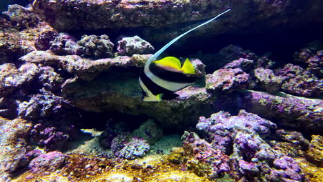 Vibrant Moorish idol fish swims near coral, with a smaller fish in background