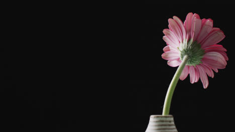 video de una flor de gerbera rosa en un jarrón blanco con espacio de copia en fondo negro