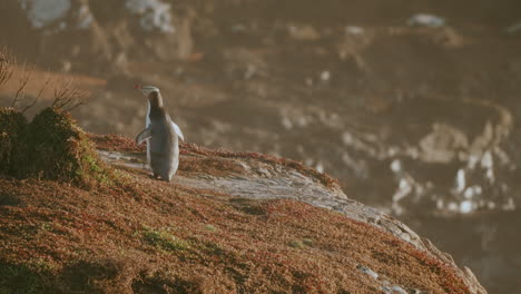 Meeresklippen-Mit-Gelbaugenpinguin-Bei-Sonnenaufgang-Am-Katiki-Point-In-Moeraki,-Neuseeland