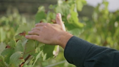 Mano-De-Hombre-Tocando-Hojas-Amarillas-De-Vid-Caminando-Cerca-De-Una-Plantación-De-Uva.