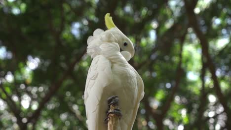 Cacatúa-De-Cresta-Amarilla-Blanca-Animal-Silvestre-Ave-Acicalándose,-Cerca-De-Cacatúa-Aislada-En-La-Naturaleza-Vista-Desde-Un-ángulo-Bajo