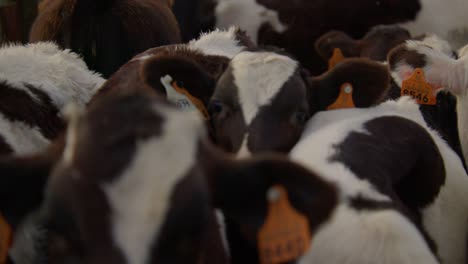 A-small-calf-cow-peaks-in-a-cute-way-while-standing-in-the-middle-of-other-calfs-cows