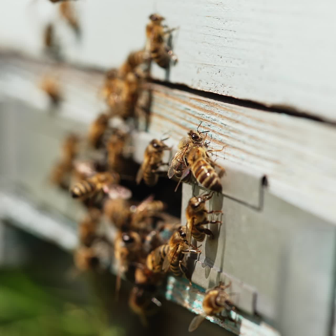 Entrance with bees of a hive. Busy bees carrying pollen into a beehive. Swarm of bees flying into a lifestyle hive collecting pollen. Beekeeping concept. Close-up