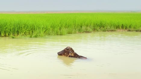 un adorable ternero de búfalo de agua nadando en un pozo de agua para refrescarse del calor