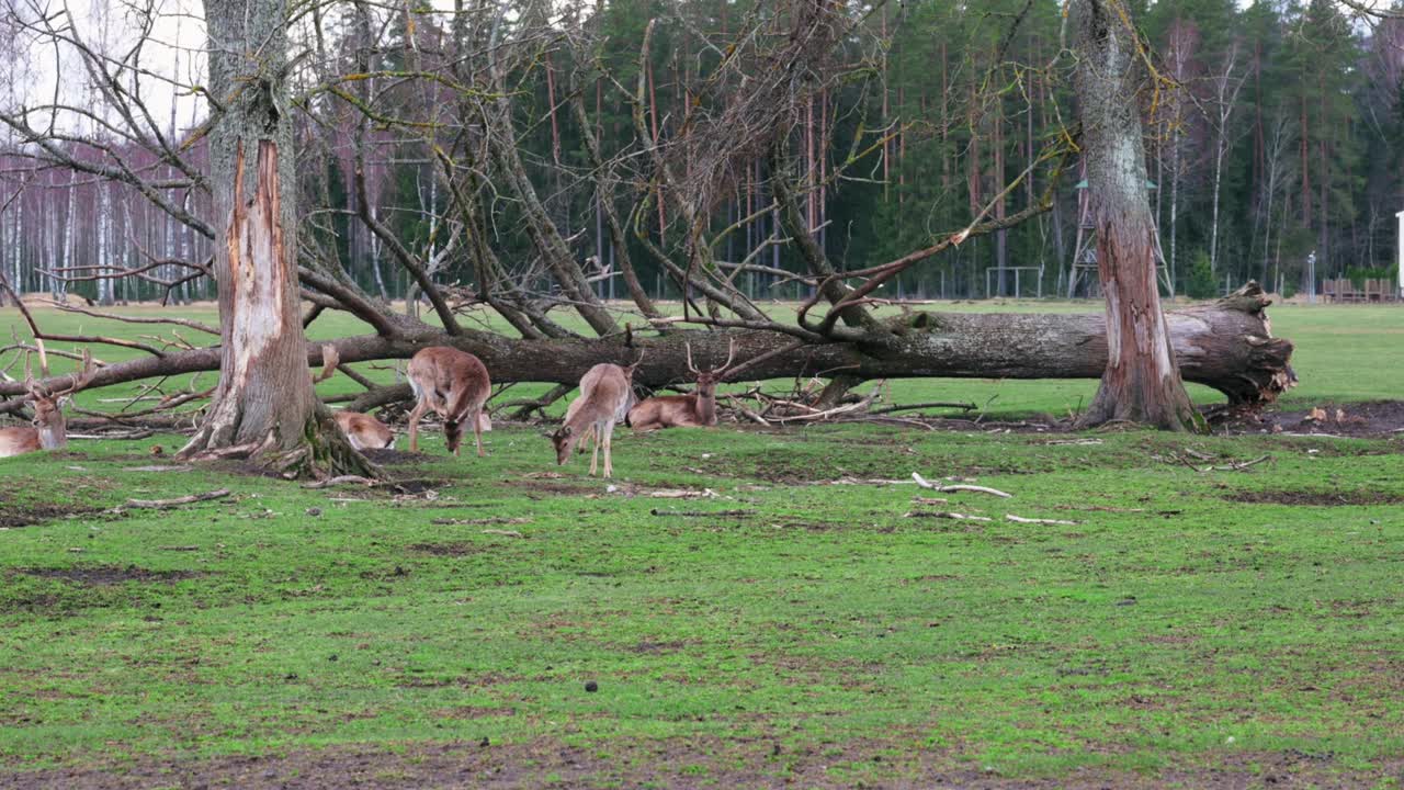 쓰러진 나무 근처에 작은 사 가 있습니다. 사 중 일부는 누워 있고, 일부는 서서 땅에서 음식을 찾고 있습니다.