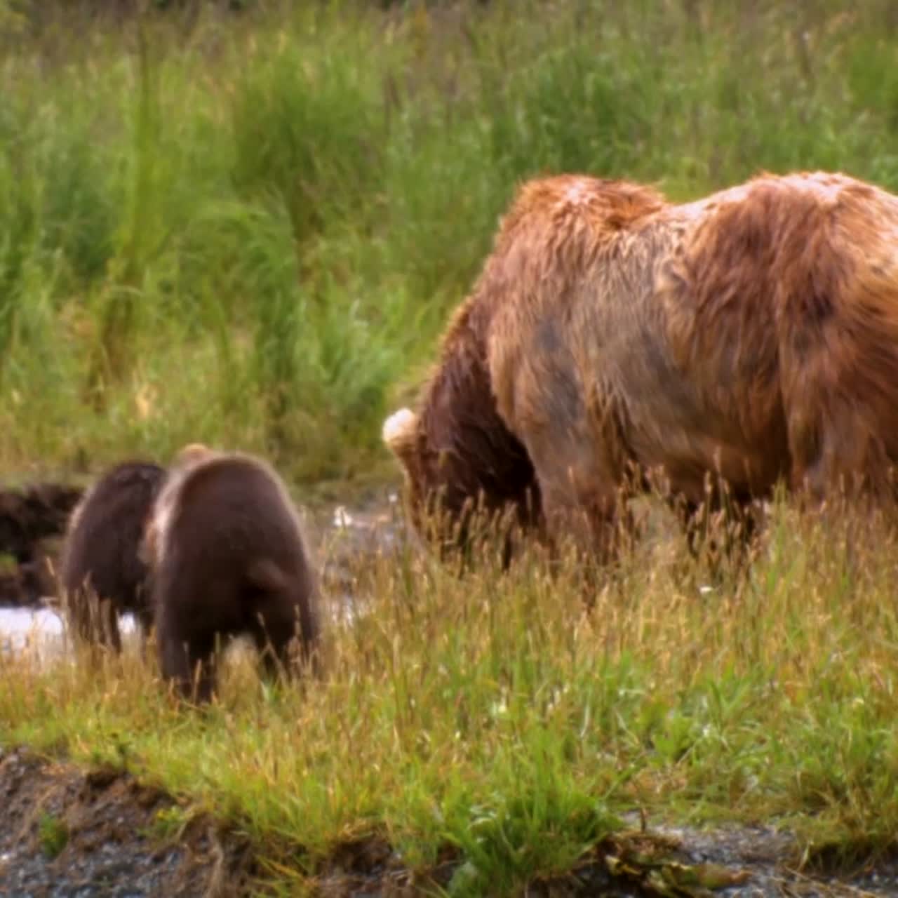 Seekor Beruang Kodiak Dewasa (Ursus Arctos Middendorffi) Memancing di Anak Sungai Bersama Anak-anaknya, NWR Alaska 2007