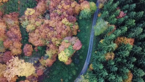 Rotating directly above trees in fall season during day time, odenwald Germany.