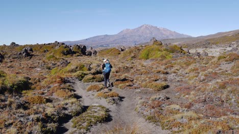 female tourist hikes te araroa trail in tongariro national park, nz