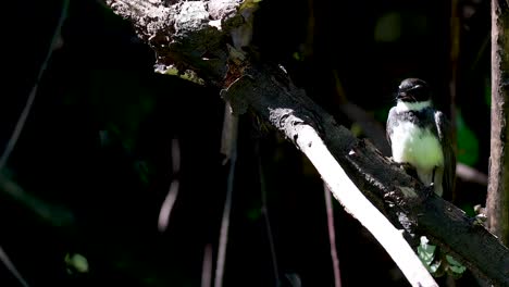 a bird interacts with its natural surroundings