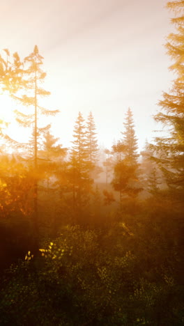 golden hour in a misty forest