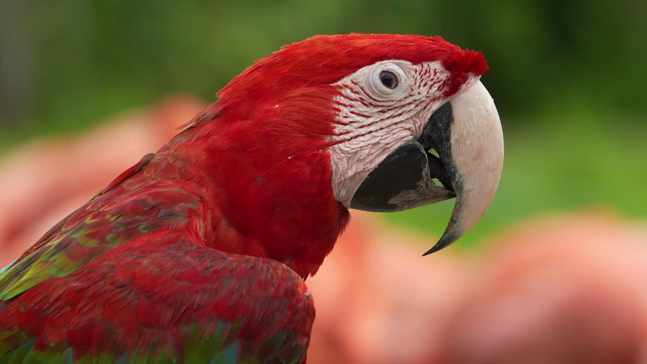 un primer plano extremo capturando los detalles de la cabeza de un exótico guacamayo rojo y verde, comúnmente capturado para el comercio ilegal de loros