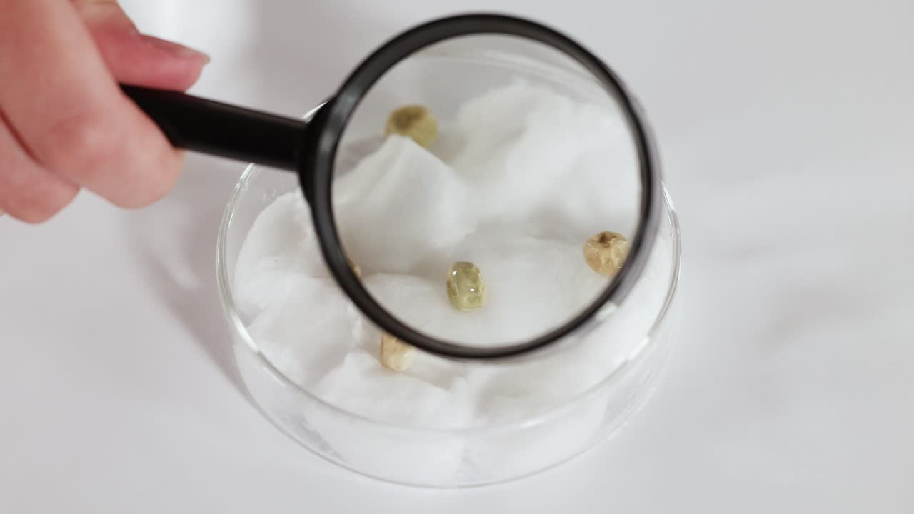A scientist uses a magnifying glass to inspect seeds on cotton wool in a petri dish under bright lighting