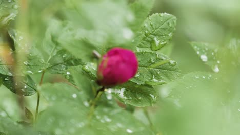 close-up of a wet pink rose bud