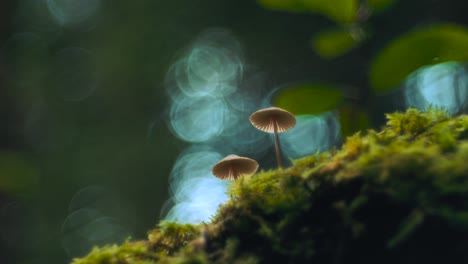 dos pequeños hongos comestibles en el musgo en un verde exuberante bosque de otoño entre los árboles que se mueven en el viento en cámara lenta