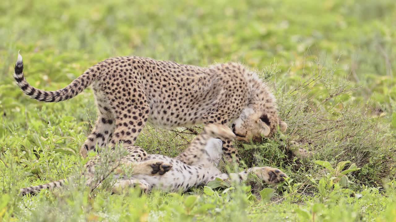 niños de guepardo en cámara lenta jugando en áfrica en el parque nacional serengeti en tanzania, lindos jóvenes guepardos en la vida silvestre africana en safari.