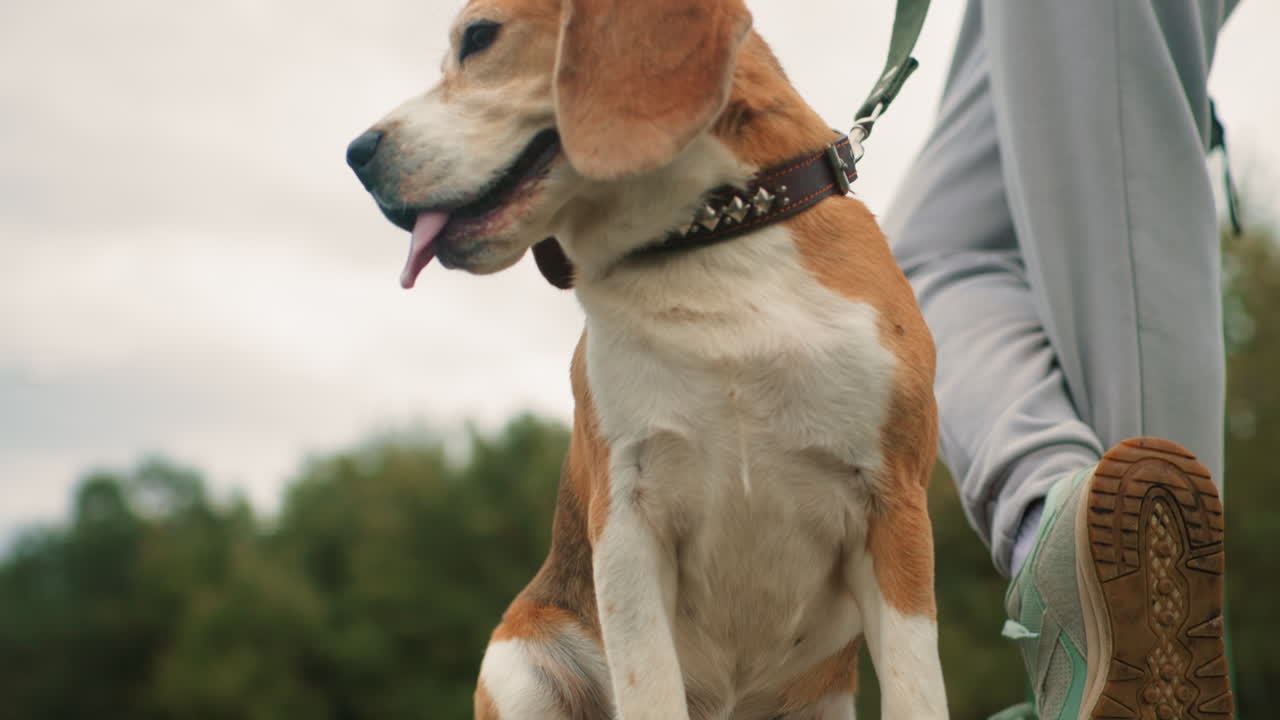 bull dog seated on cliff looking sideways wearing designed star leash beside owner with crossed legs outdoors against cloudy sky background showing playful relaxed mood with nature scenery