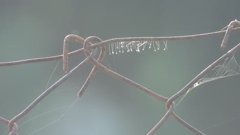 fungus hanging on metal wire