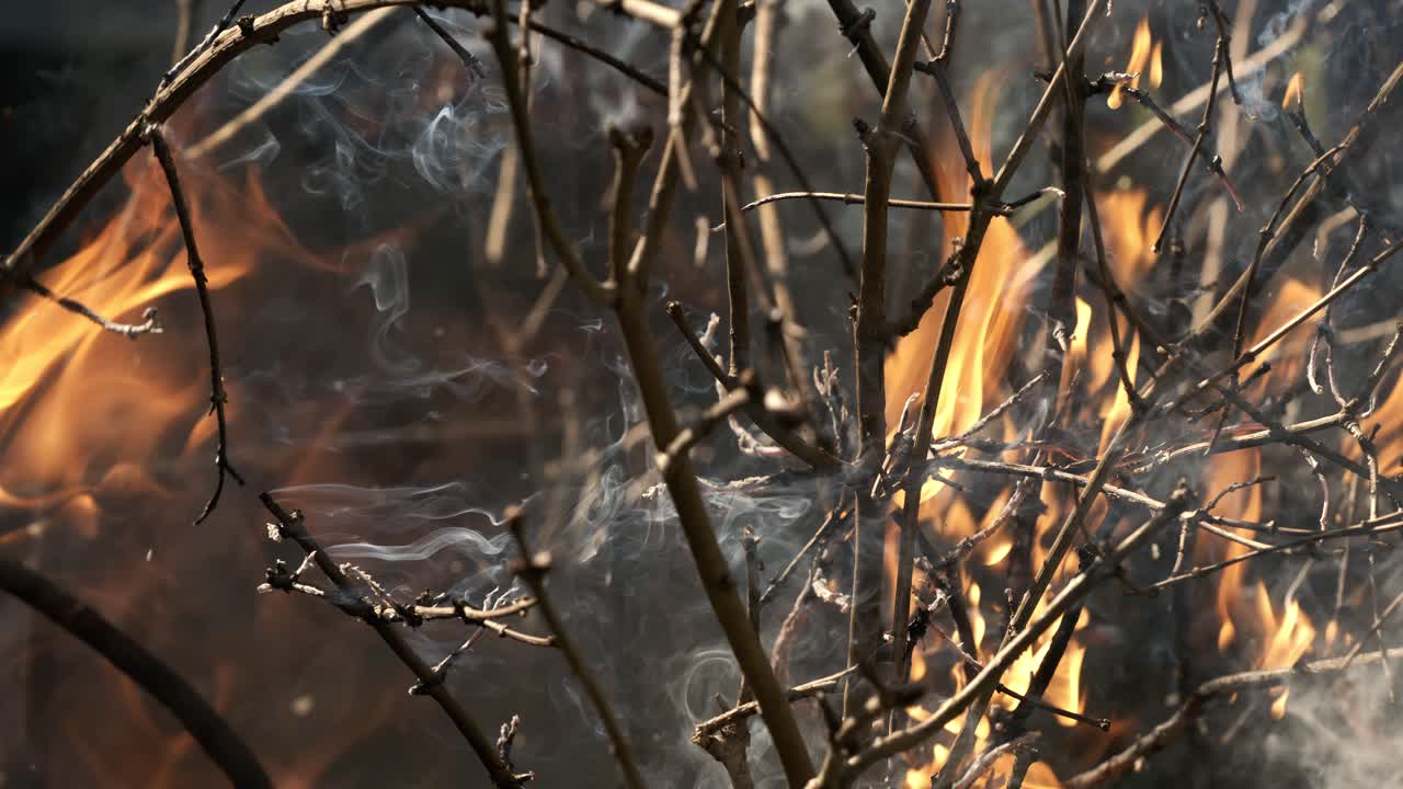 숲의 화재: 덤불과 나무의 가지가 불타고 연기를 피우고, 화재 또는 자연으로 인한 산불, 슈퍼 슬로 모션 카메라 1000fps로 촬영.