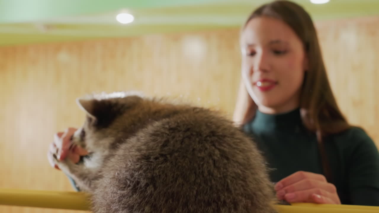Ragazza bianca che offre uno snack a un procione giocherellone, mentre un custode osserva un'adolescente sorridere durante un'interazione delicata. Un addetto guida l'animale attraverso una ringhiera per creare fiducia: ritratto spontaneo.