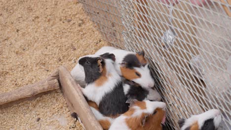 Meerschweinchen-Eilen-Zum-Fressen-Von-Spezialfutter-Vom-Löffel-Durch-Den-Metallzaun