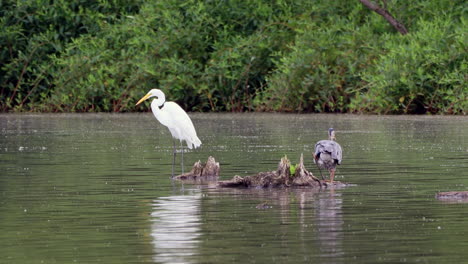 an egret preening its feathers and a gray heron walking in the water of a lake