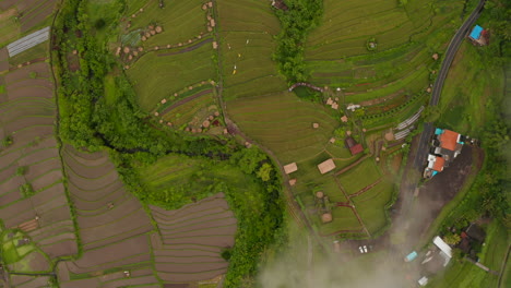 Top-down-aerial-view-of-tropical-rice-fields-below-the-clouds.-Overhead-view-of-traditional-terraced-farm-fields-in-rural-countryside-in-Bali