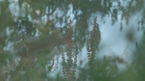 wild grass in the forest at sunset