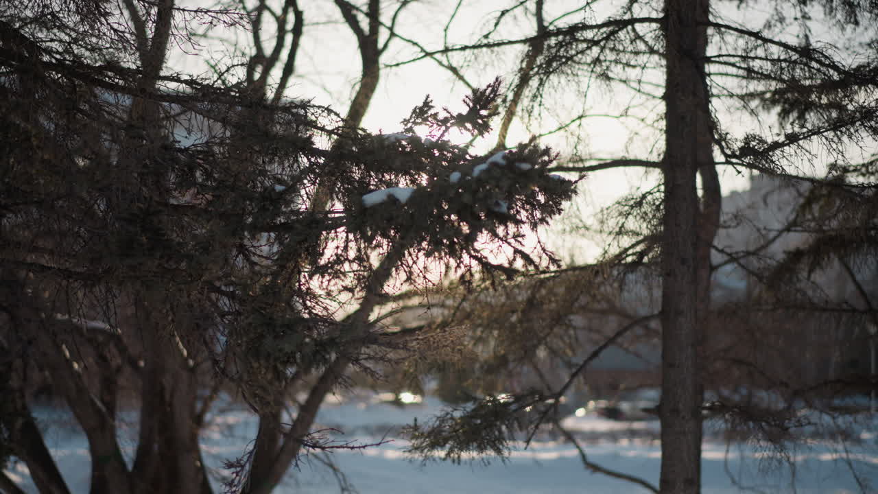 Winter trees with sun rays filtering through bare and evergreen branches over snow covered ground, creating serene natural forest scene of light and shadow interplay in cold landscape under clear sky