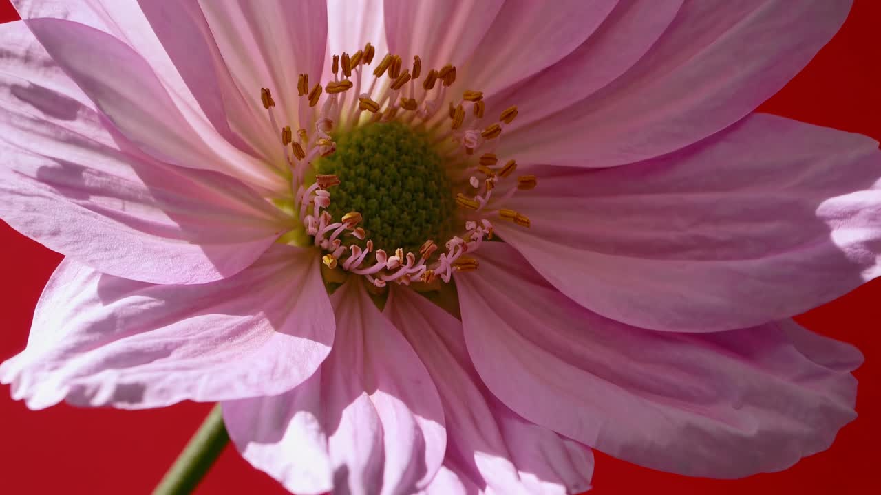 Video ravvicinato di un fiore rosa su uno sfondo rosso vivace, che cattura i delicati petali