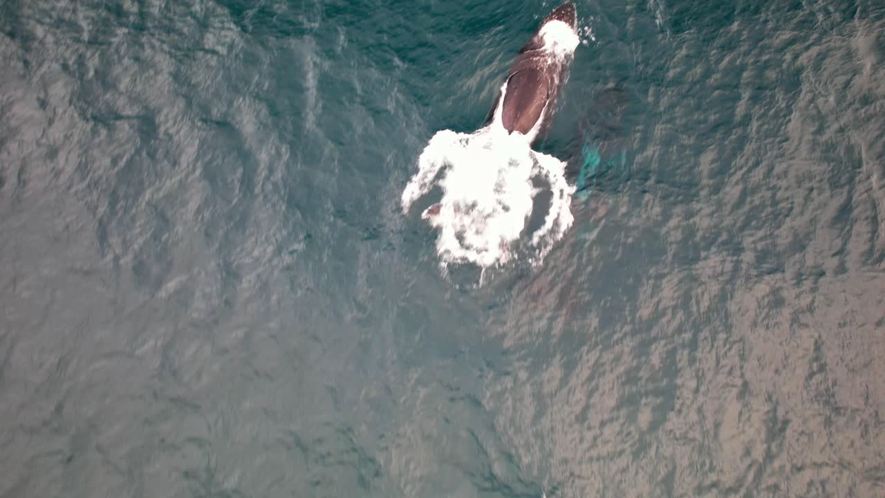 Two Humpback Whales Swimming And Blowing Through Blowhole In Ocean Surface. aerial shot