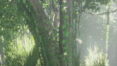 árboles-Del-Bosque-De-La-Selva-En-Niebla-Profunda