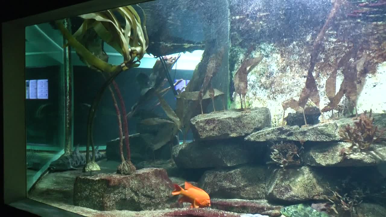 Pemandangan ikan di akuarium di Kebun Binatang