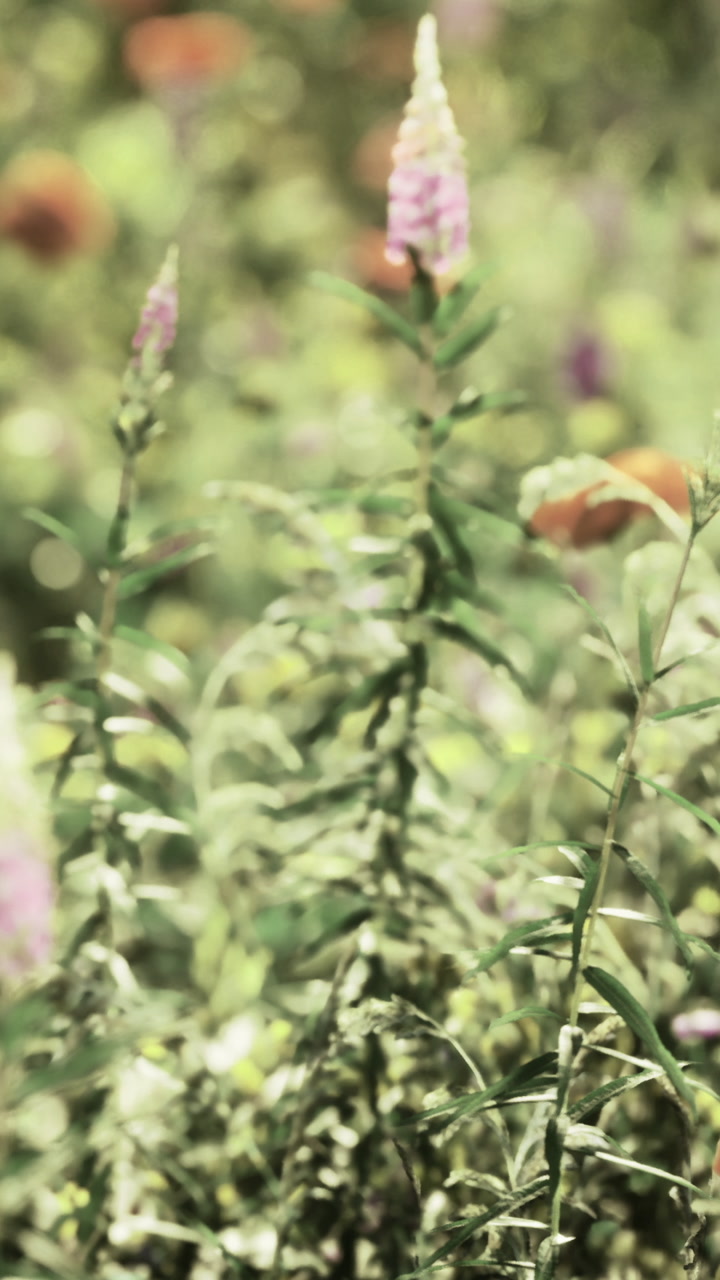 Flourishing wildflowers sway gently in the soft breeze of a sunny afternoon