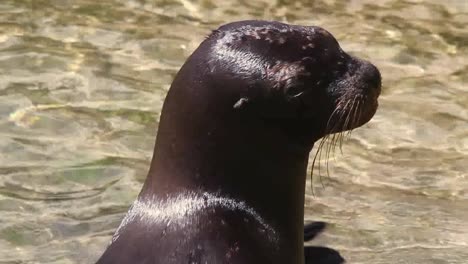 león marino 06 2
