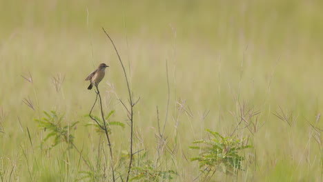 Morning-Golden-hour-Siberian-stone-chat-sitting-on-a-perch-with-the-grass-swaying