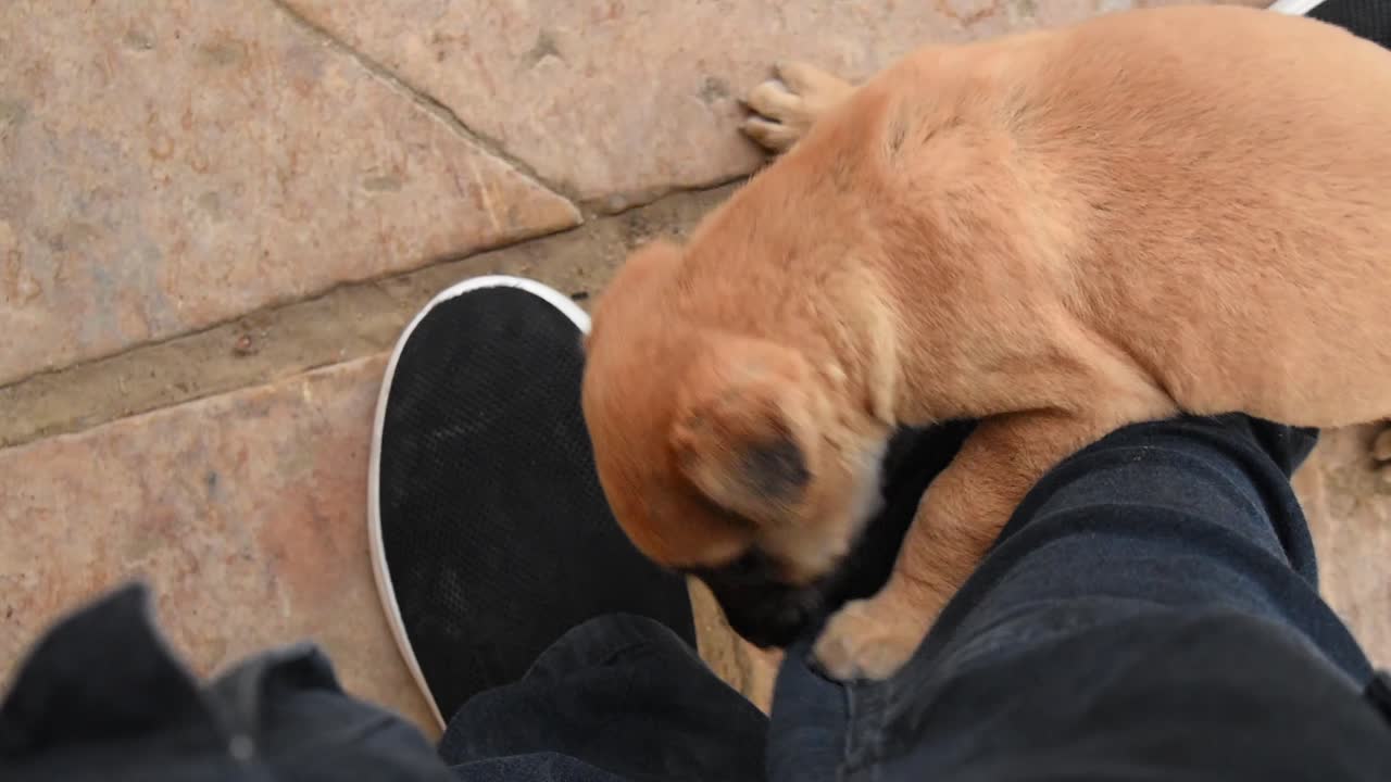 Indian street pup gnawing soft jeans of a standing person on the streets. The puppy has fun with the person