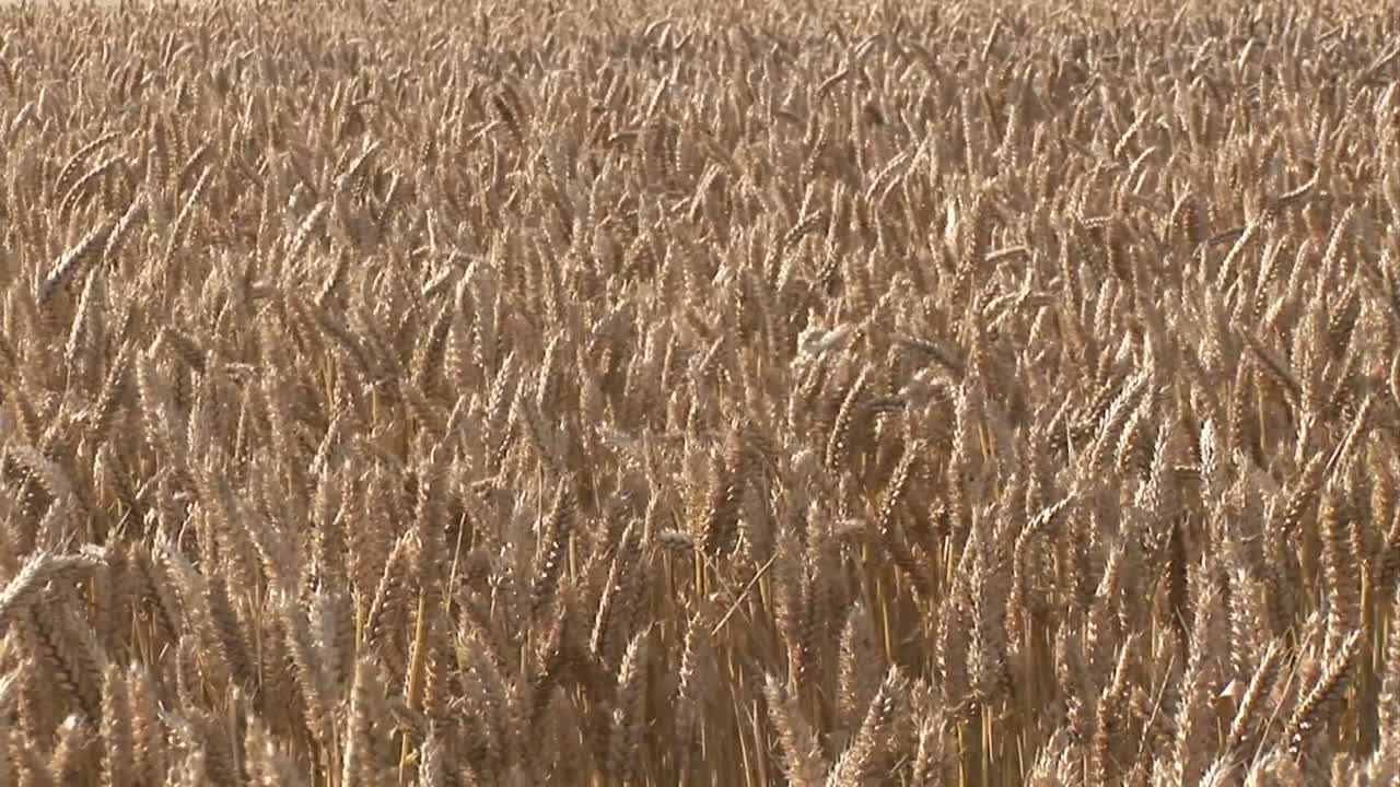 кукурузные поля