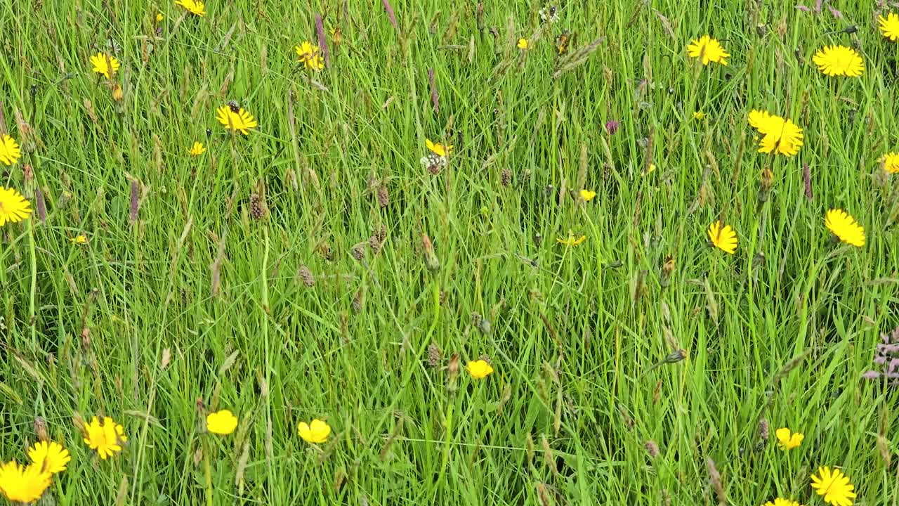 A wildflower meadow with yellow Hawkweed (Hieracium). Close pan to right