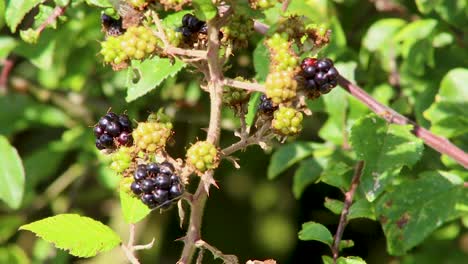 wild fruit, blackberries, hanging on a bramble bush waiting to be picked and eaten