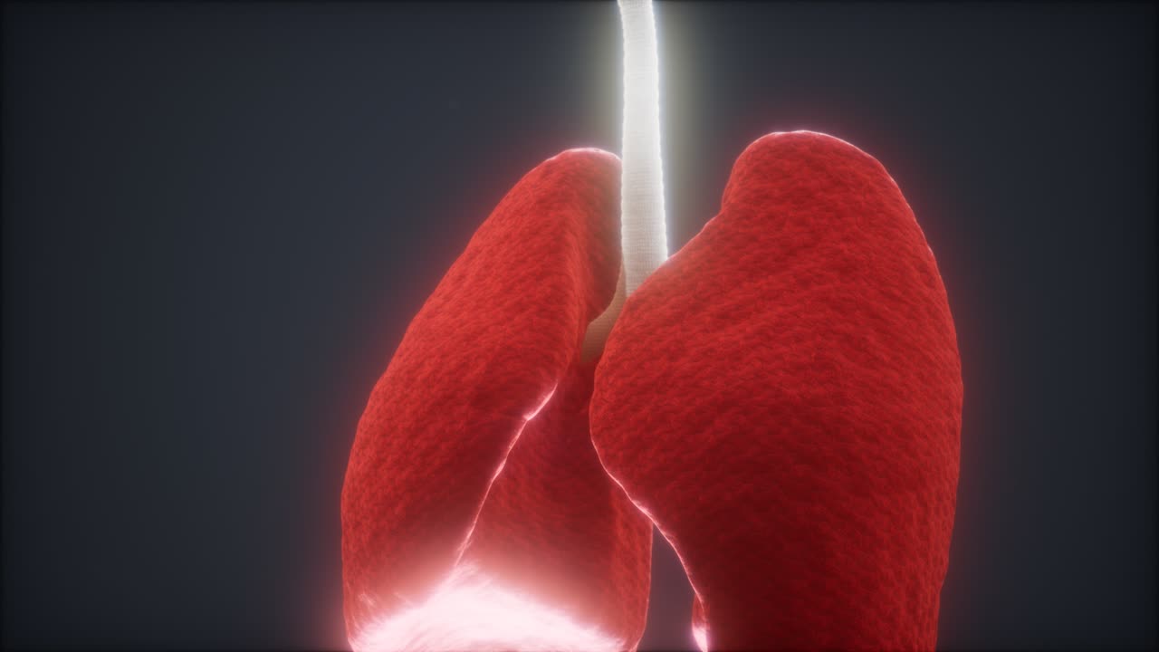 animación en 3d de los pulmones humanos